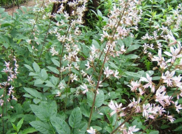 �߻�ȭ- ģ���� �ڿ�.JPG